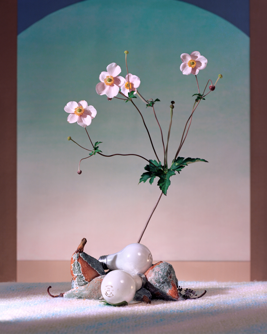 Alex Yudzon - Flowers and Bulbs. From the Still Life series